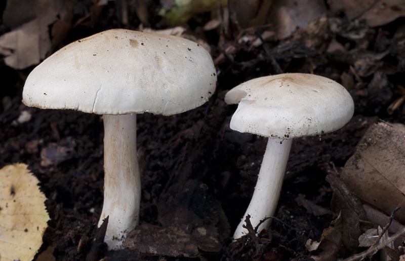 Tricholoma lascivum